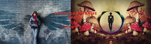 твердый Аркадак